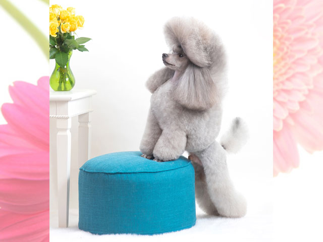 Vasyleok（コーンフラワー）