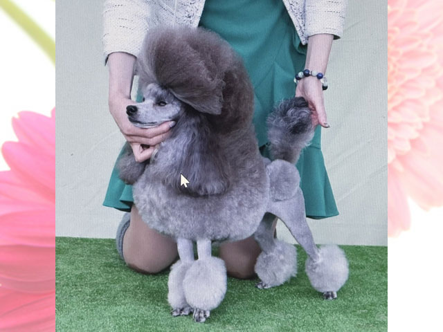 CN スター ♂（2022年3月8日 生まれ）PRA ノーマルクリア