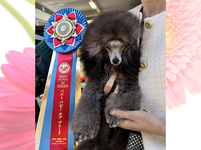 CN サン ♂（2024年4月22日 生まれ）PRA ノーマルクリア